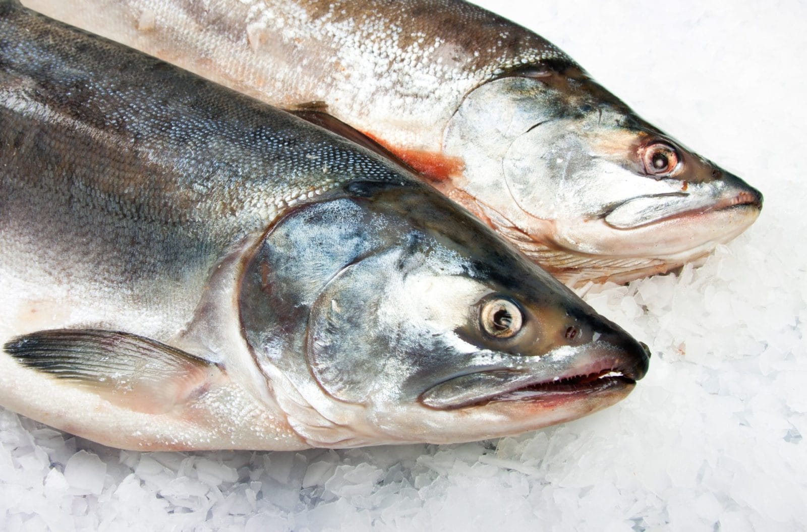 Animal Rights Activists Call for Halt on Salmon Farm! Animal Rights Activists Call for Halt on Salmon Farm!