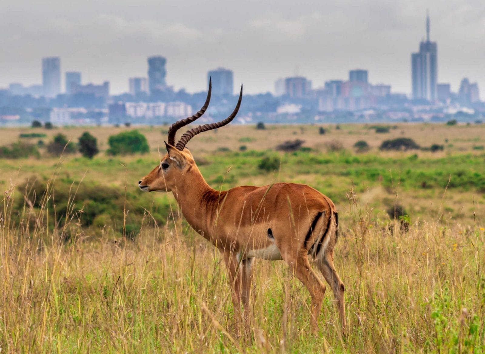 10 Ways to Create Animal and Wildlife Friendly Cities 10 Ways to Create Animal and Wildlife Friendly Cities