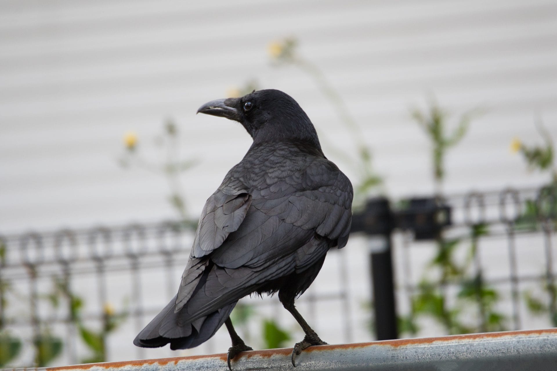 4 Ways Crows Have Displayed Their Intelligence: From Solving Puzzles to Using Tools 4 Ways Crows Have Displayed Their Intelligence: From Solving Puzzles to Using Tools