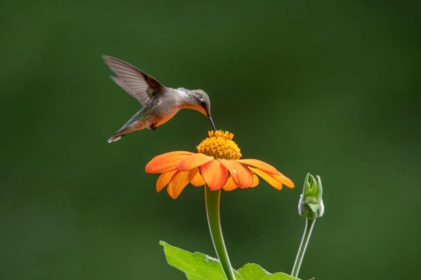 Read This Adorable Story of Hummingbird Rescue Read This Adorable Story of Hummingbird Rescue