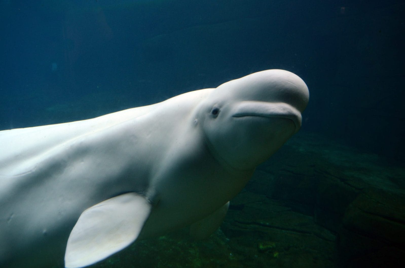 Activists are Fighting to Release a Beluga Whale from a South Korean Mall Activists are Fighting to Release a Beluga Whale from a South Korean Mall