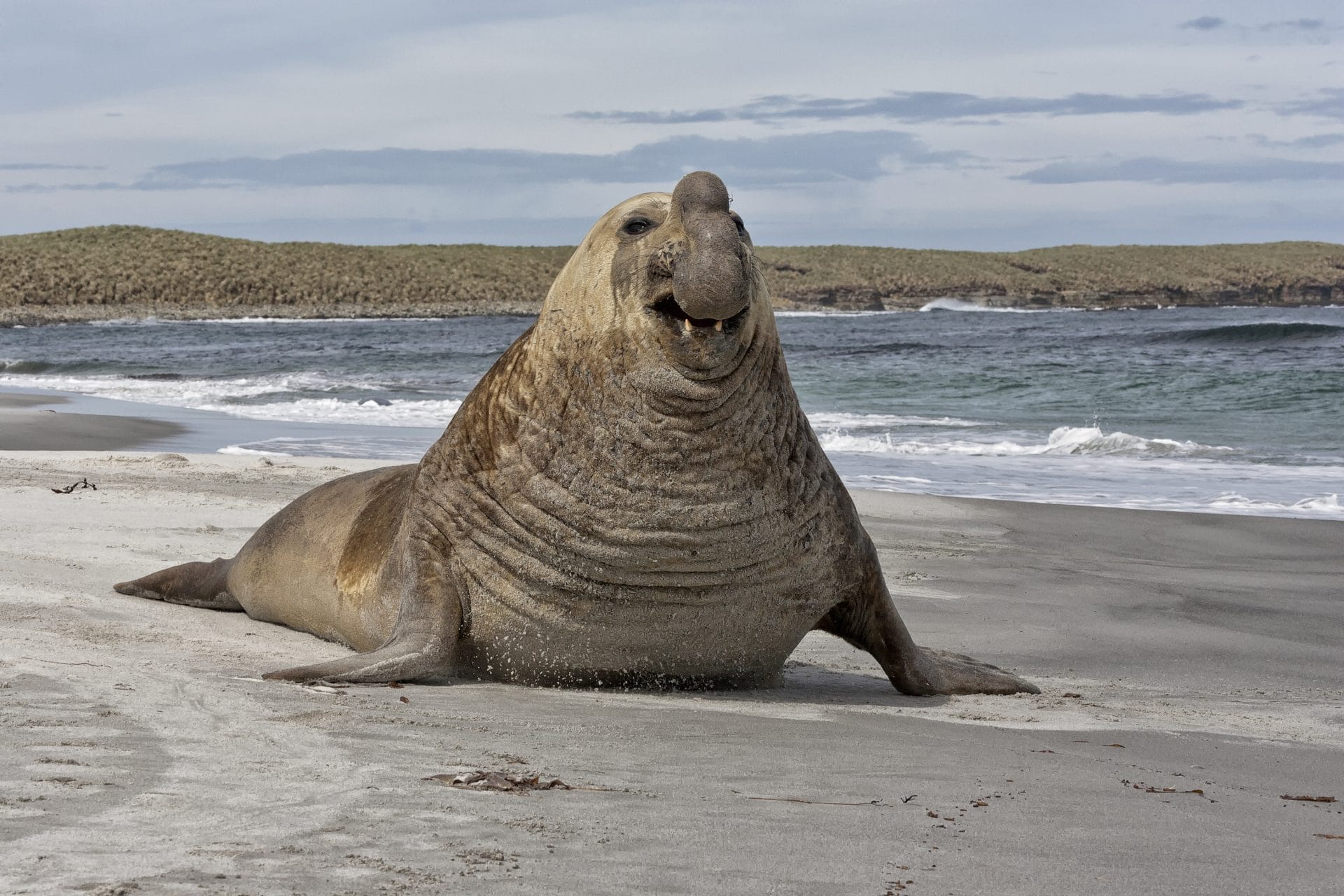 Petition: Help Protect Viral Seal from Humans Petition: Help Protect Viral Seal from Humans