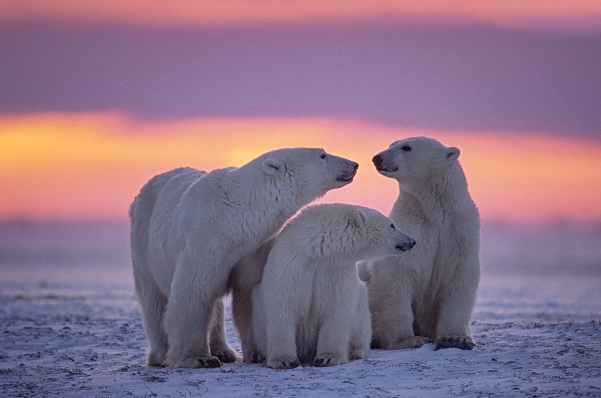 Last Chance Tourism in Canada Raises Environmental Concerns Last Chance Tourism in Canada Raises Environmental Concerns
