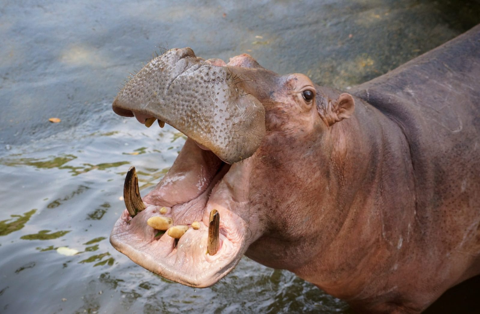 Outrage Over Viral Video of Safari Visitor Throwing a Plastic Bag into Hippo’s Mouth Outrage Over Viral Video of Safari Visitor Throwing a Plastic Bag into Hippo’s Mouth