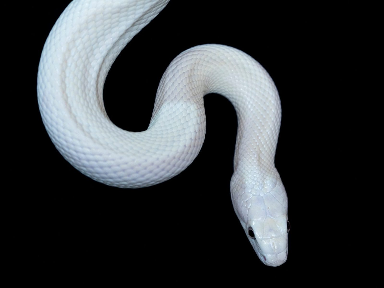 Man Caught Smuggling Over 100 Live Snakes in Trousers into China Man Caught Smuggling Over 100 Live Snakes in Trousers into China