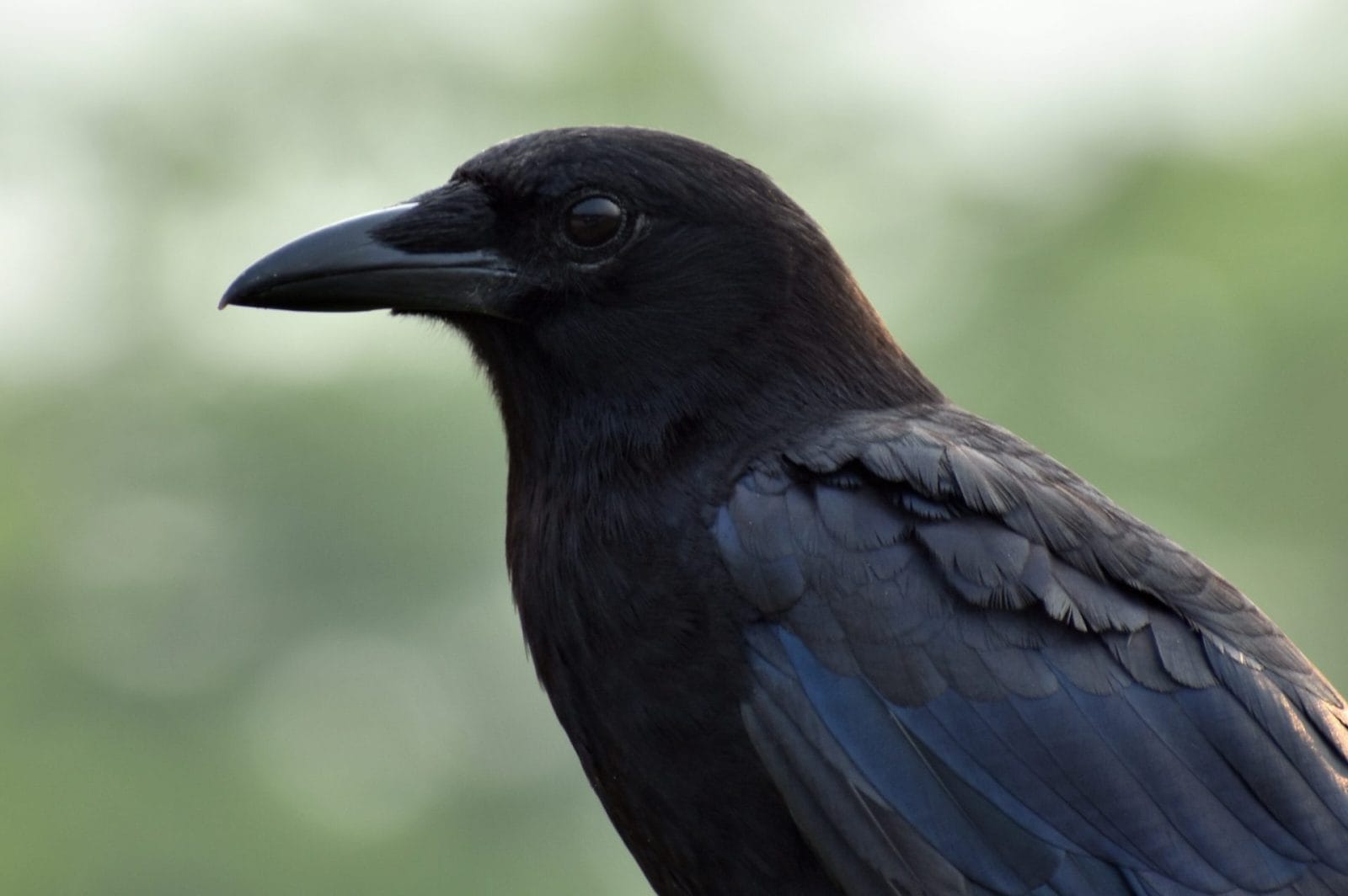 Crows Are Smart Enough to Count Out Loud Like Humans Crows Are Smart Enough to Count Out Loud Like Humans