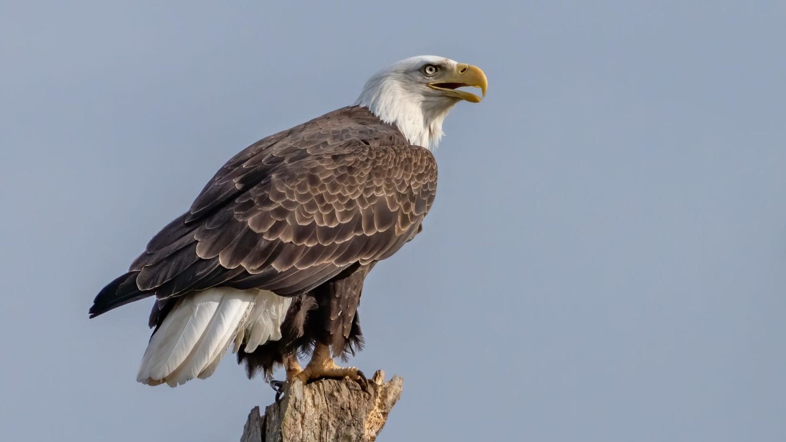 Injured Bald Eagle Recovering After Shooting Incident in Missouri Injured Bald Eagle Recovering After Shooting Incident in Missouri