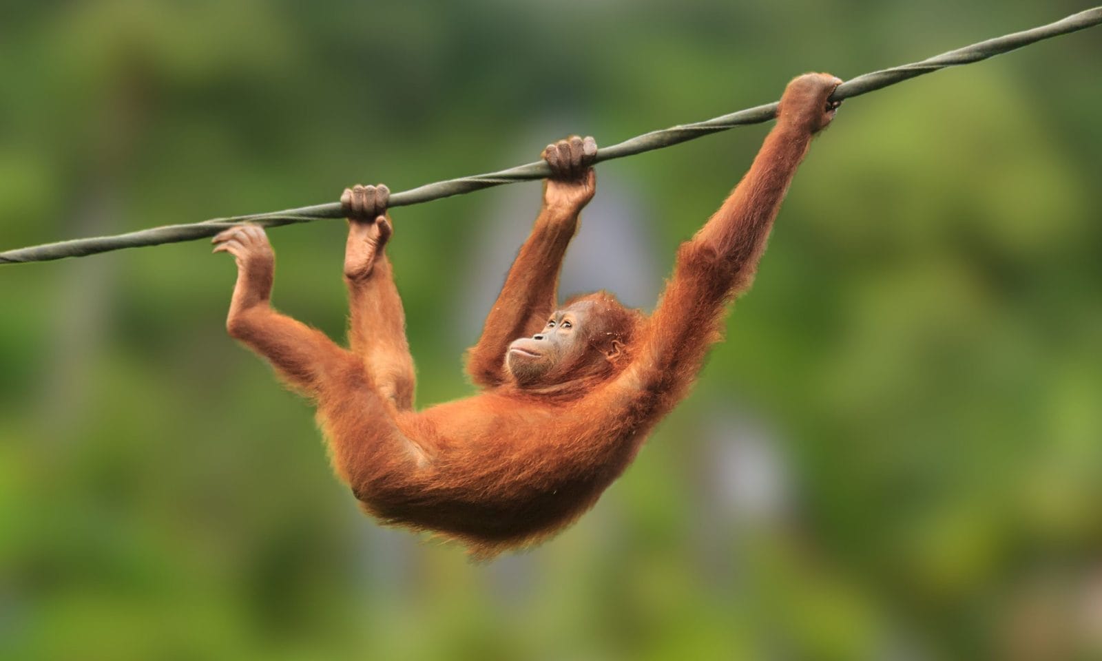 Orangutan’s Daring Escape Prompts Zoo Safety Review Orangutan’s Daring Escape Prompts Zoo Safety Review