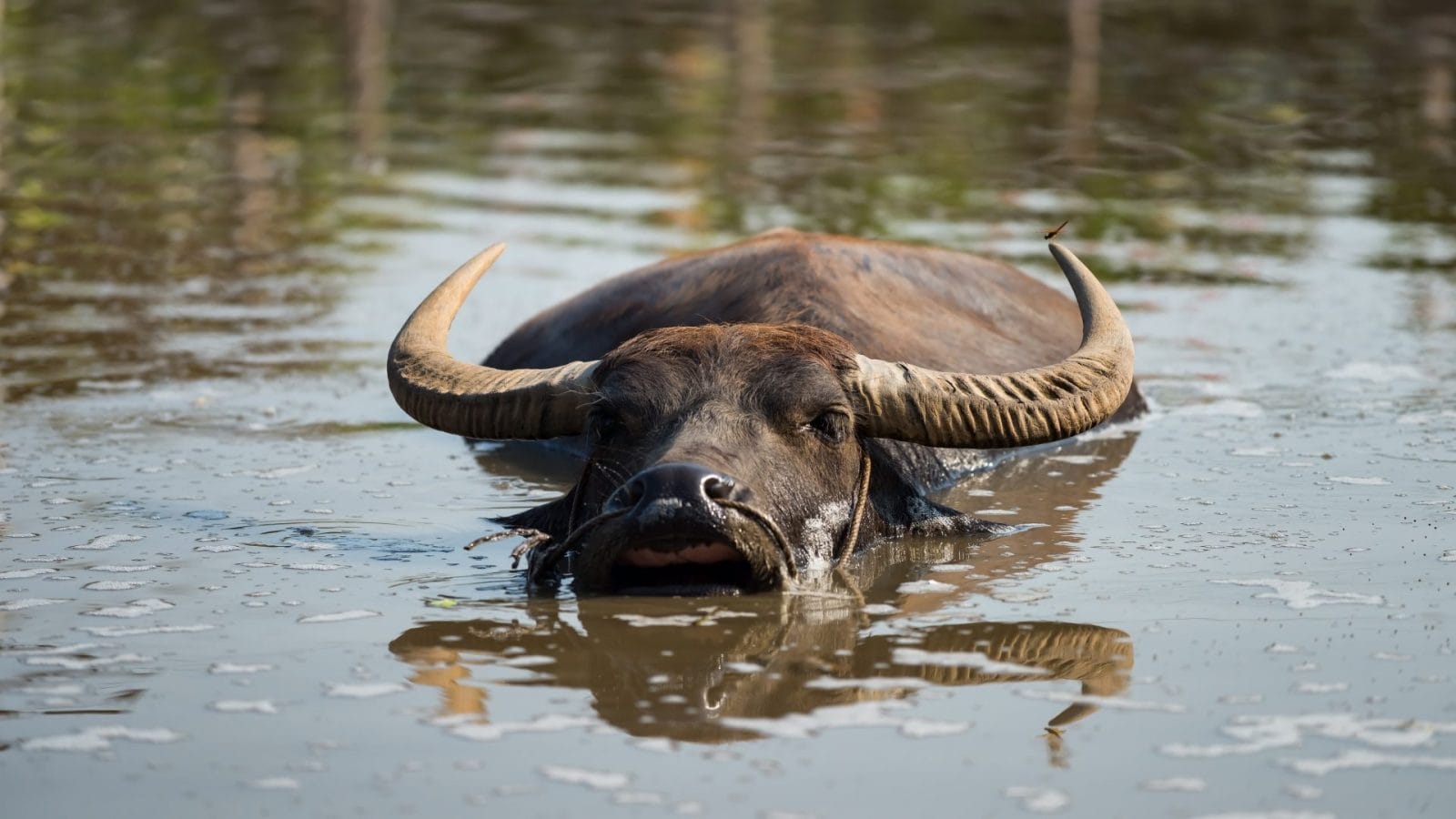 Escaped Iowa Water Buffalo Finds Sanctuary After Dramatic Capture Escaped Iowa Water Buffalo Finds Sanctuary After Dramatic Capture