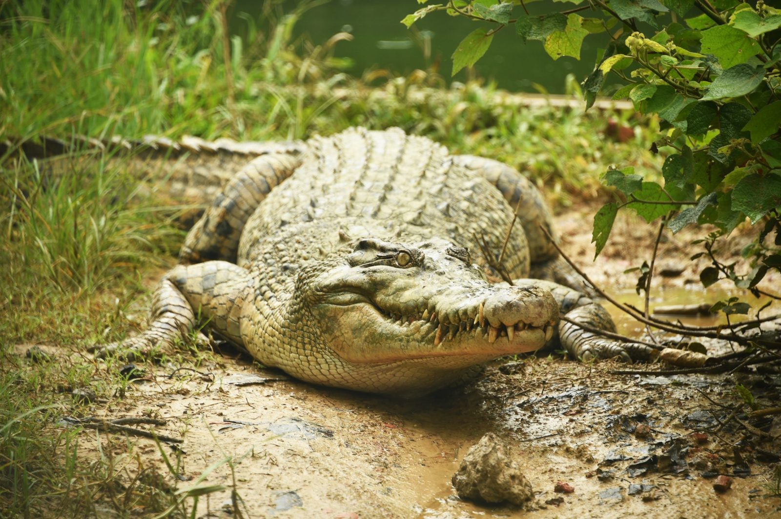 “Crocodile Dundee” Crocodile Dies at 90 Years Old “Crocodile Dundee” Crocodile Dies at 90 Years Old