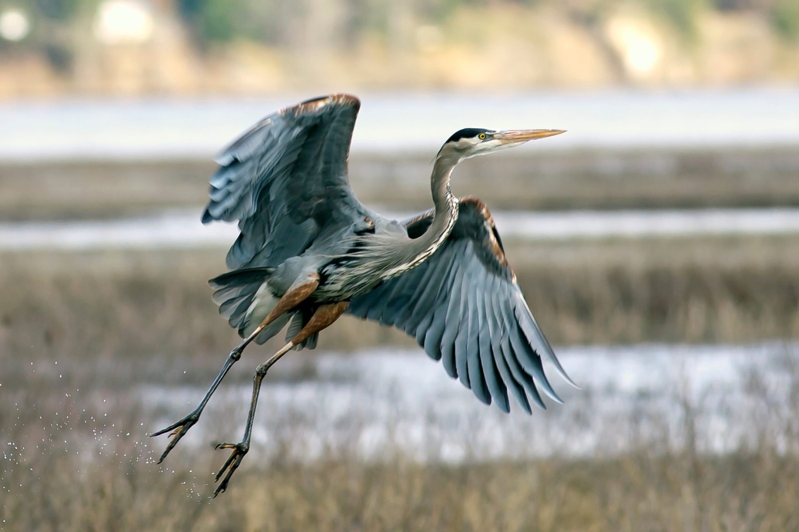 Petition: Florida Man Kills Protected Heron for Being in His Backyard Petition: Florida Man Kills Protected Heron for Being in His Backyard