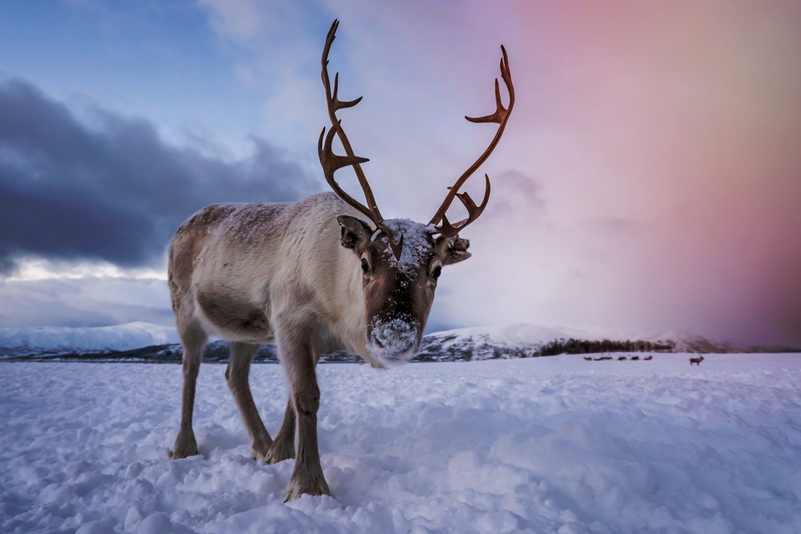 Petition: Justice for Star the Reindeer – Demand a Full Investigation Now Petition: Justice for Star the Reindeer – Demand a Full Investigation Now