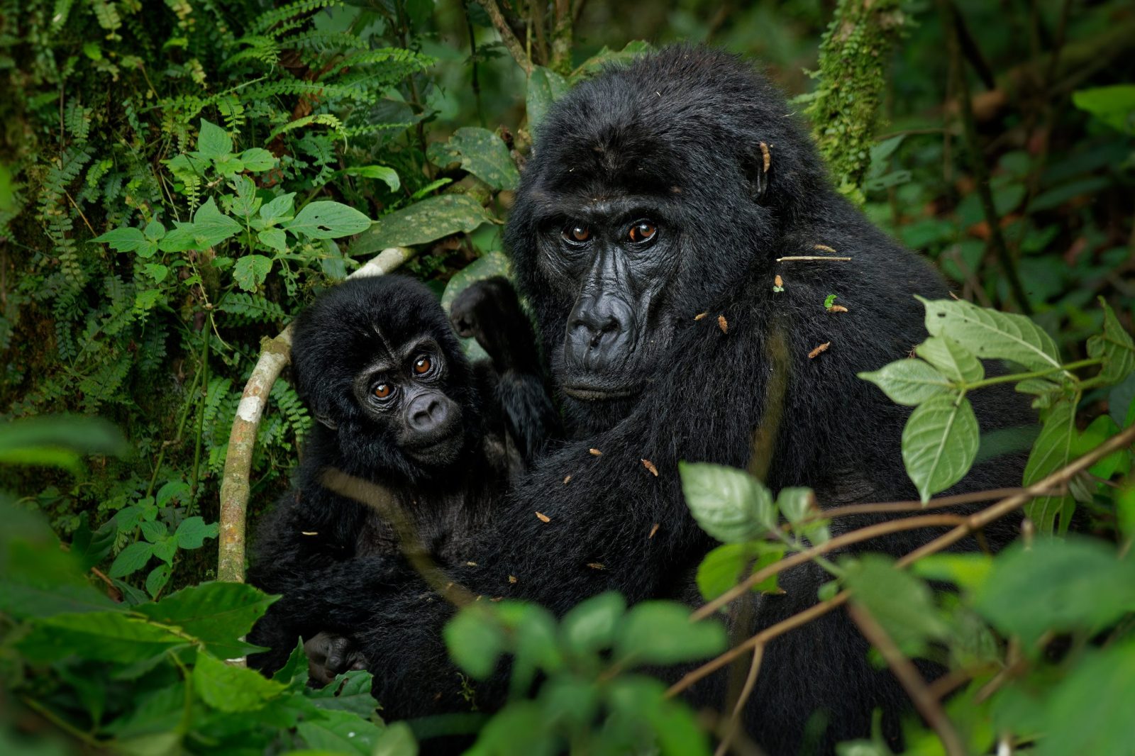 Petition: Stop the Attack on Endangered Species Protections Now Petition: Stop the Attack on Endangered Species Protections Now