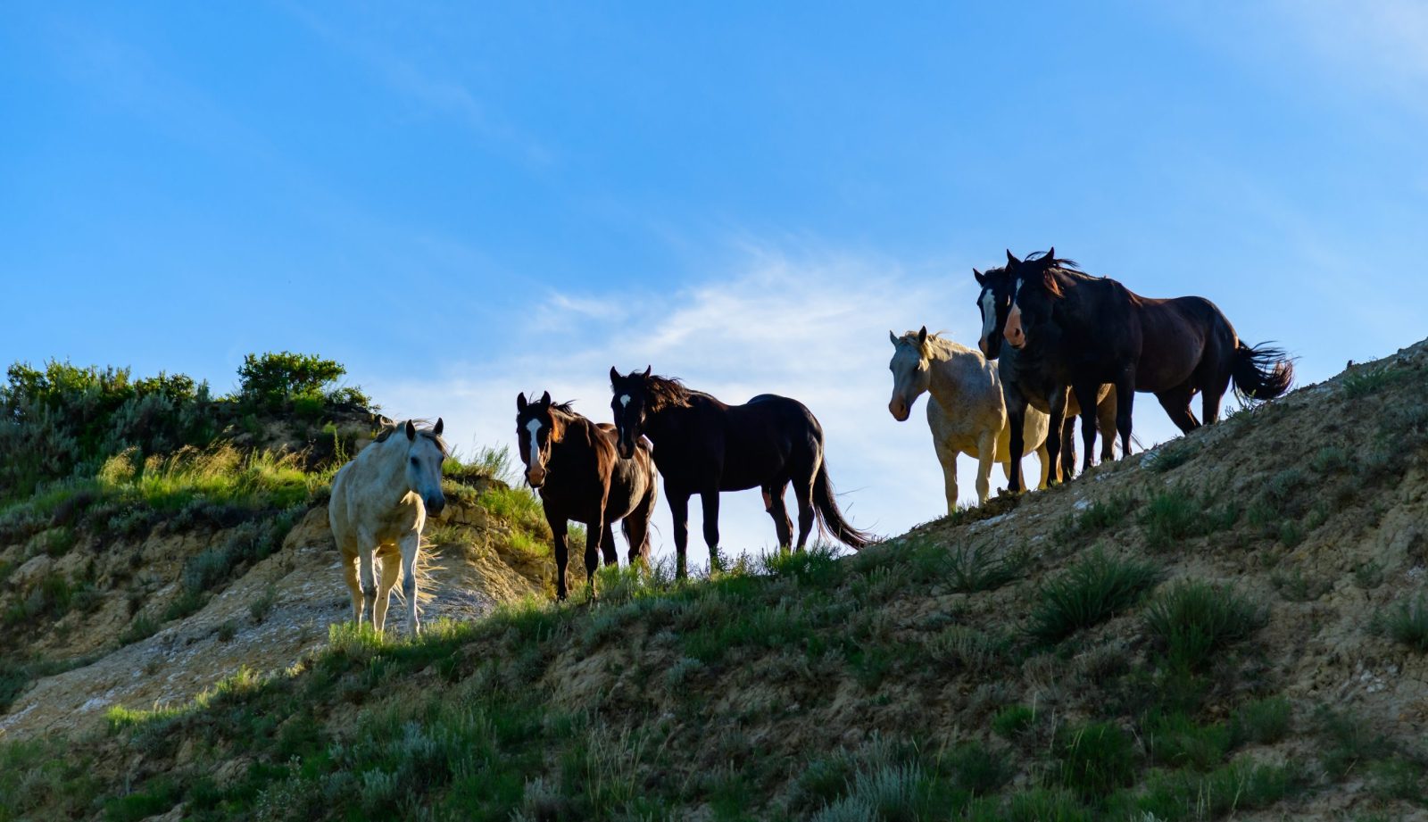 Petition: Save Spain’s Wild Horses from Disappearing – Protect Biodiversity and Fight Wildfires Petition: Save Spain’s Wild Horses from Disappearing – Protect Biodiversity and Fight Wildfires