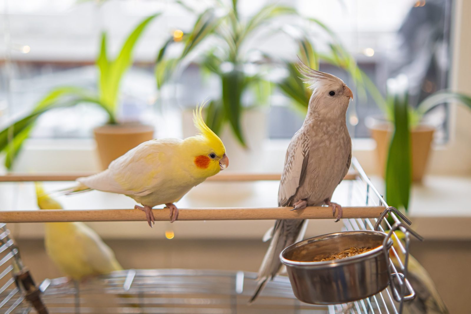 Thousands of Birds Abandoned in Shipping Crisis Rescued by Delaware Shelter Thousands of Birds Abandoned in Shipping Crisis Rescued by Delaware Shelter