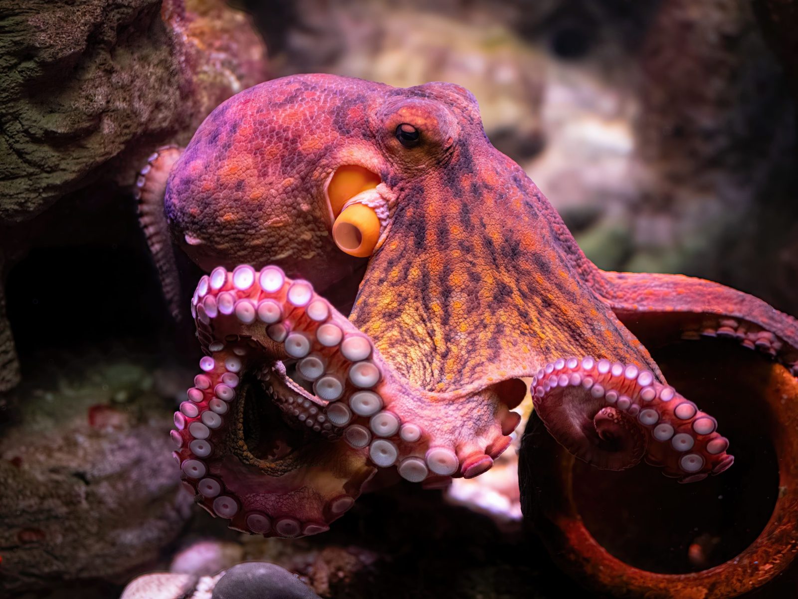 Petition: Stop Octopus Farming Before It Starts in New York Petition: Stop Octopus Farming Before It Starts in New York