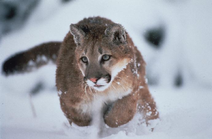 MAGA Controlled Wyoming Legislature Proposes Open Season on Mountain Lions and Grizzly Bears MAGA Controlled Wyoming Legislature Proposes Open Season on Mountain Lions and Grizzly Bears