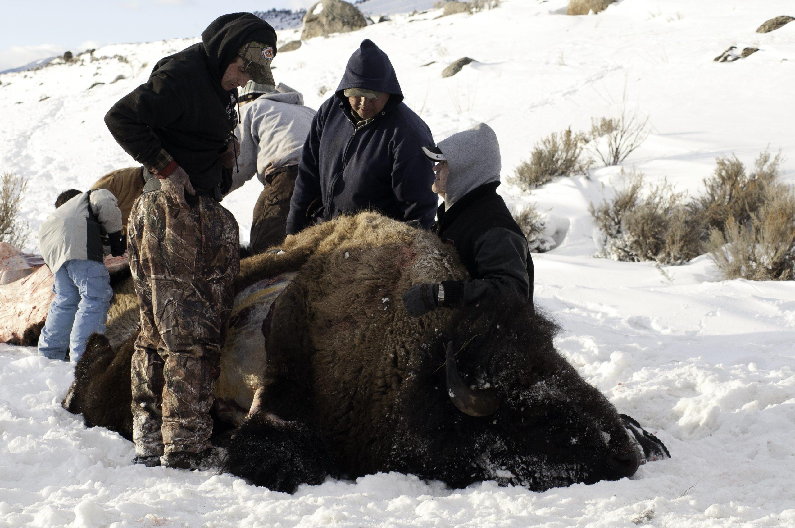 Yellowstone Bison Plan Favors Tribal Culture Over Preserving Wild Bison Yellowstone Bison Plan Favors Tribal Culture Over Preserving Wild Bison