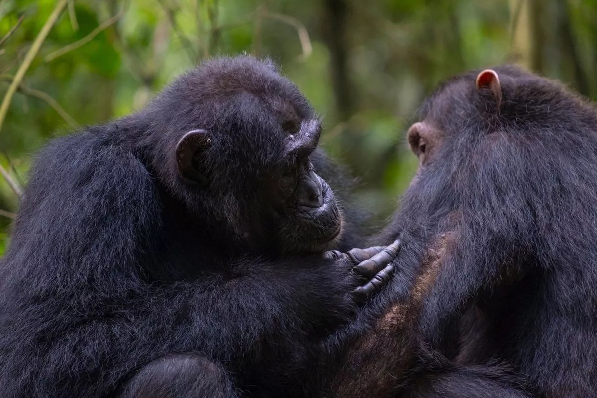 Chimps Found Treating Each Other’s Wounds Chimps Found Treating Each Other’s Wounds