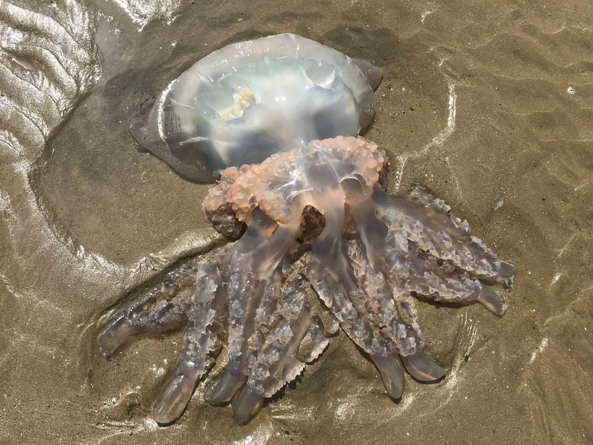 The weird creatures coming to beaches as Wales becomes ‘more like the Med’ The weird creatures coming to beaches as Wales becomes ‘more like the Med’