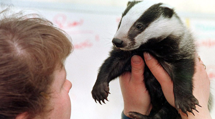 Vaccinations Work Better Than Culling for Bovine Tuberculosis in Badgers, Study Finds Vaccinations Work Better Than Culling for Bovine Tuberculosis in Badgers, Study Finds