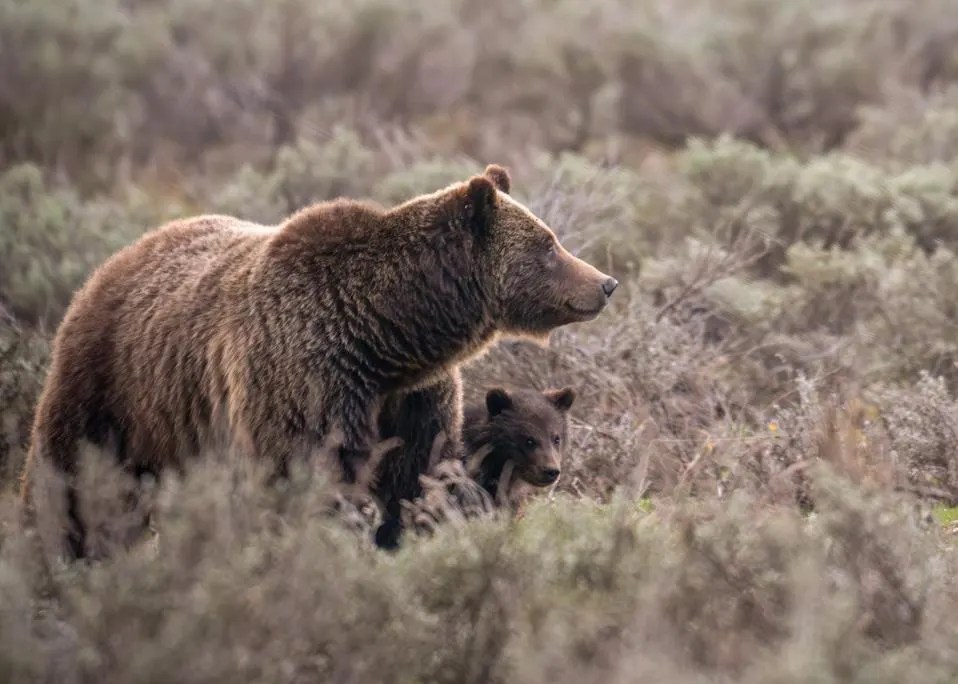 Well-known grizzly bear hit and killed by vehicle in Wyoming — months after his famous mother met same fate Well-known grizzly bear hit and killed by vehicle in Wyoming — months after his famous mother met same fate