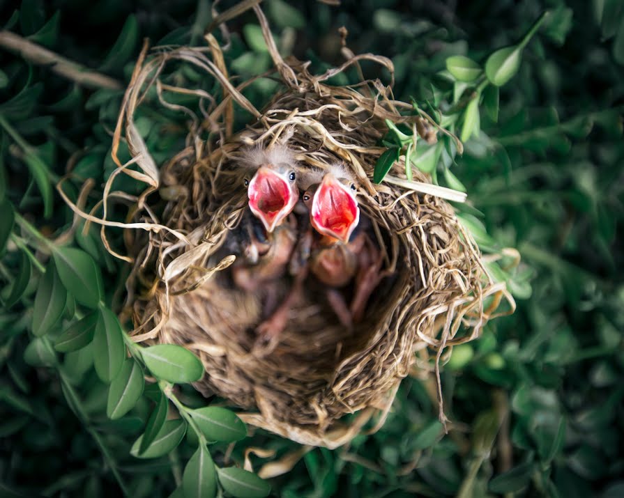 Rescuing and Rehabilitating Baby Birds: How to Provide Aid Rescuing and Rehabilitating Baby Birds: How to Provide Aid
