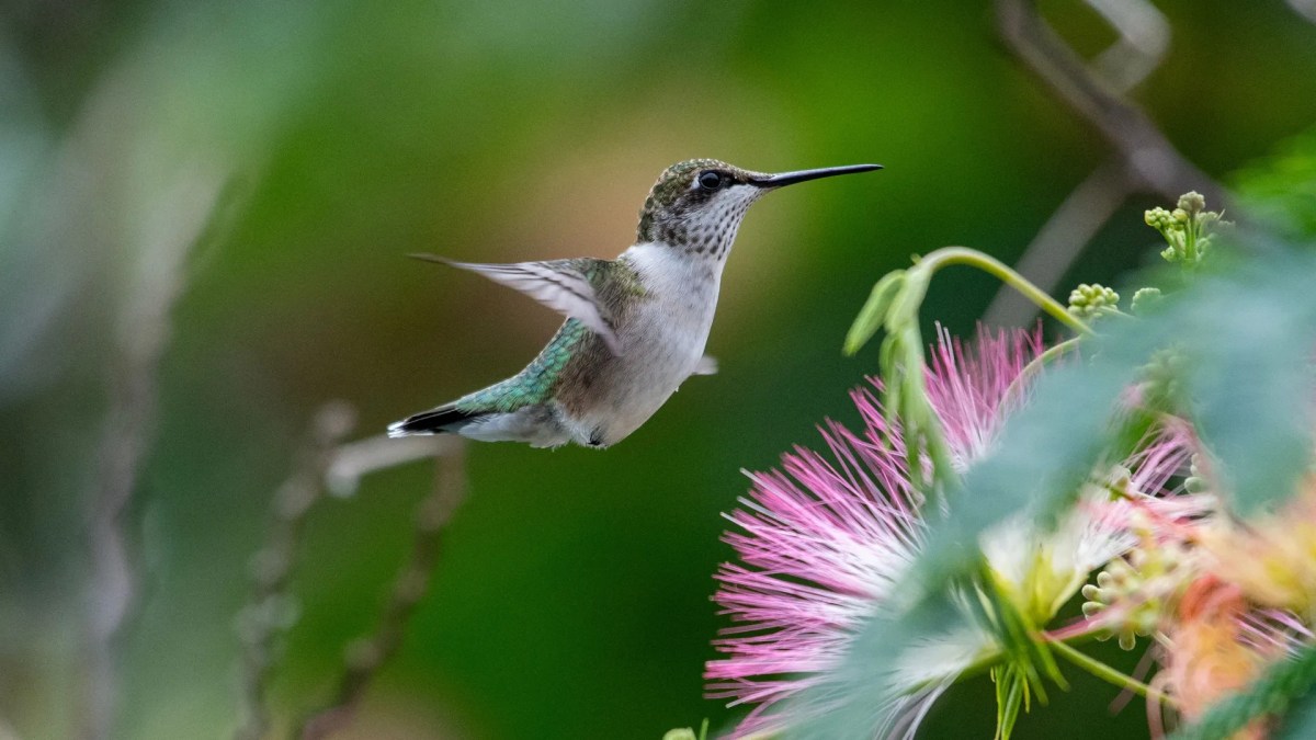 ‘No One Voted to Slaughter Hummingbirds’: Trump’s DOI Guts Bird Protections, Again ‘No One Voted to Slaughter Hummingbirds’: Trump’s DOI Guts Bird Protections, Again