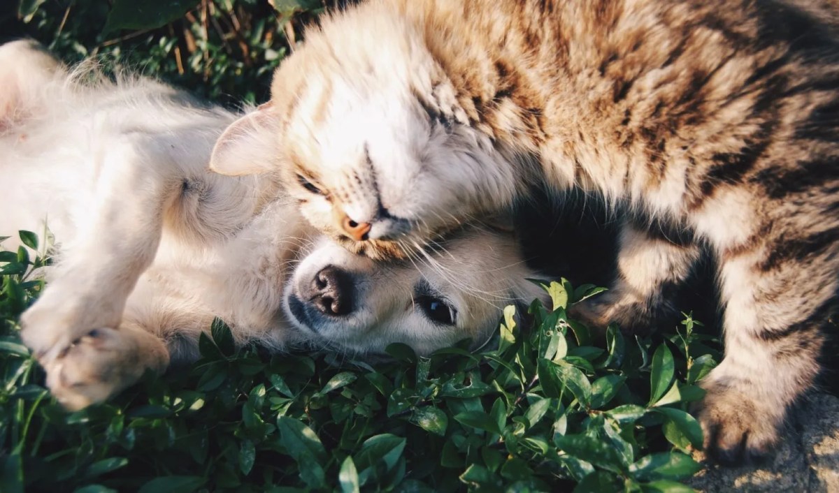 Celebrity Animals : 5 Instagram accounts that have conquered the Internet Celebrity Animals : 5 Instagram accounts that have conquered the Internet
