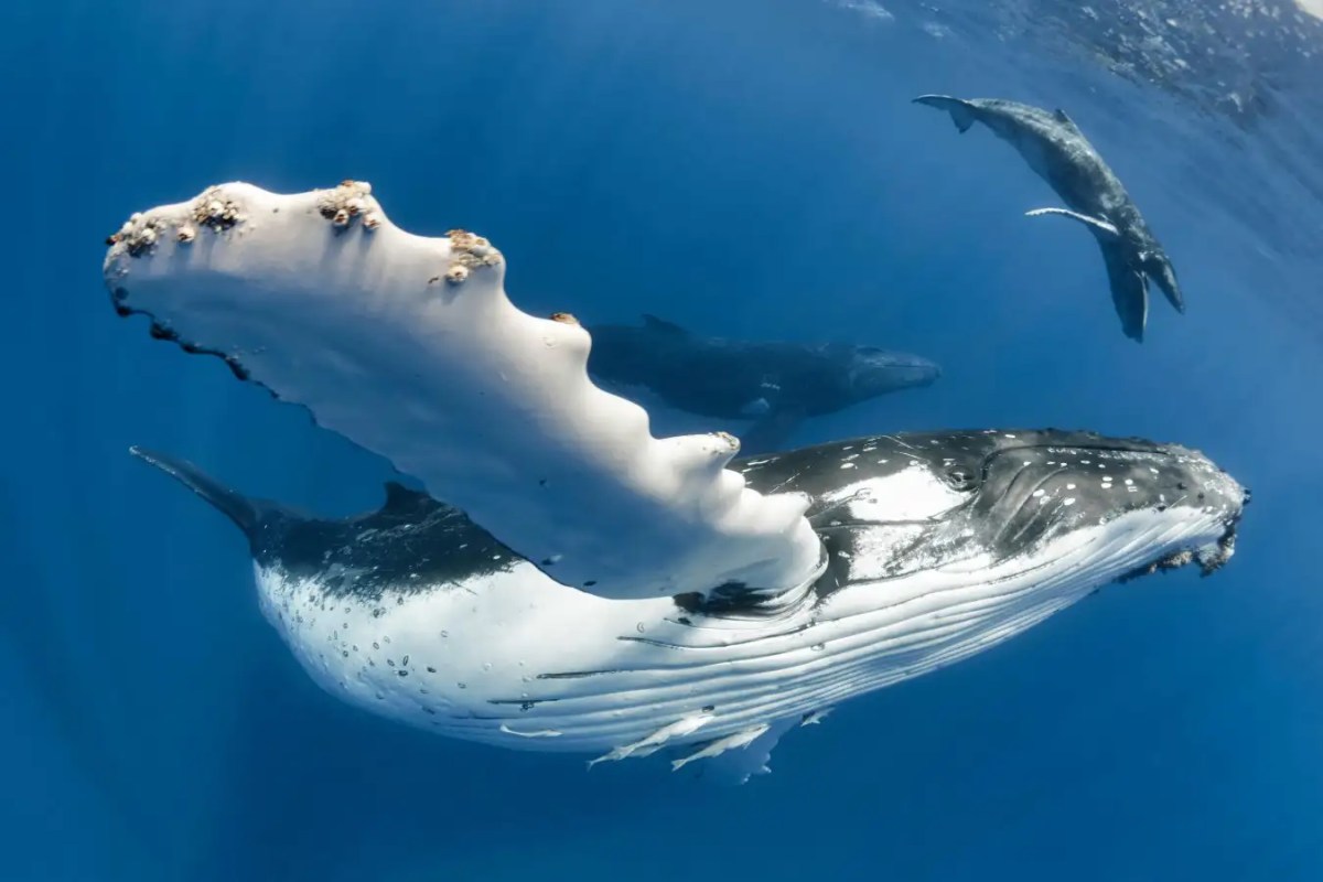 Humpback whale song and human language are more similar than you might think. Here’s why Humpback whale song and human language are more similar than you might think. Here’s why