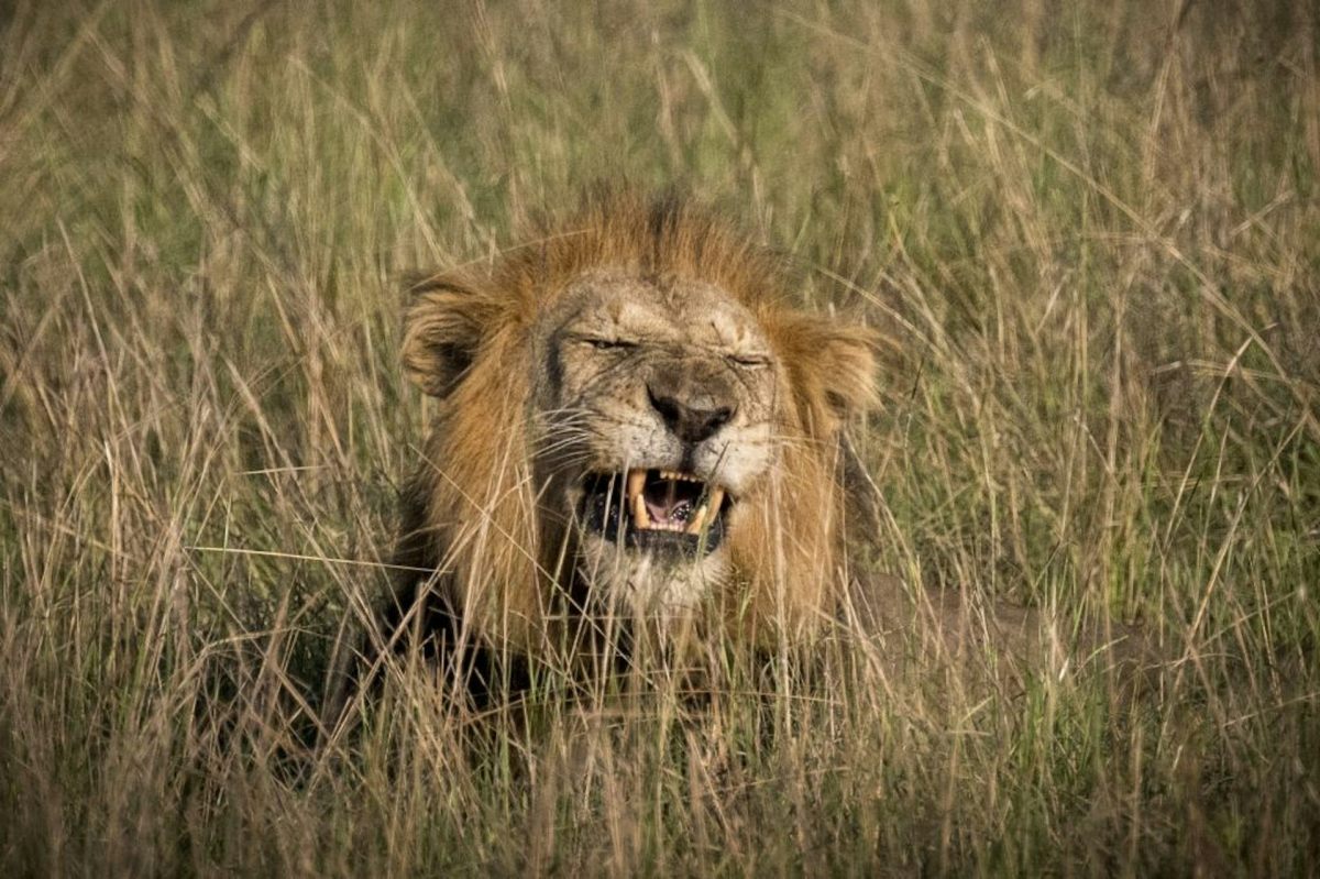 Uganda’s lions in decline, hyenas thriving – new findings from country’s biggest ever carnivore count Uganda’s lions in decline, hyenas thriving – new findings from country’s biggest ever carnivore count