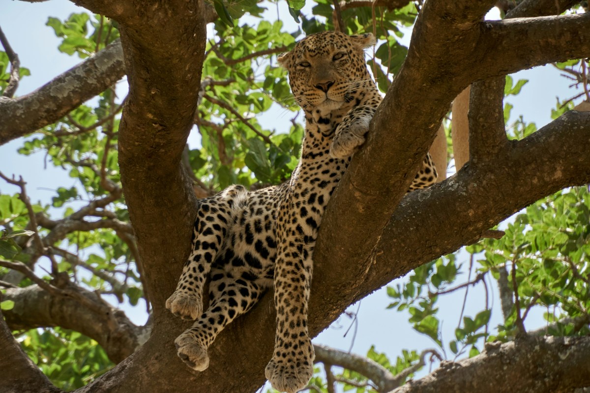 Fascinating Animals of the Serengeti Fascinating Animals of the Serengeti