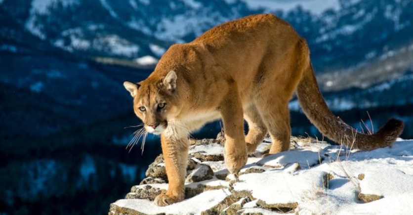 Deadly Encounter: Mountain Lion Attacks Spark Controversy Deadly Encounter: Mountain Lion Attacks Spark Controversy