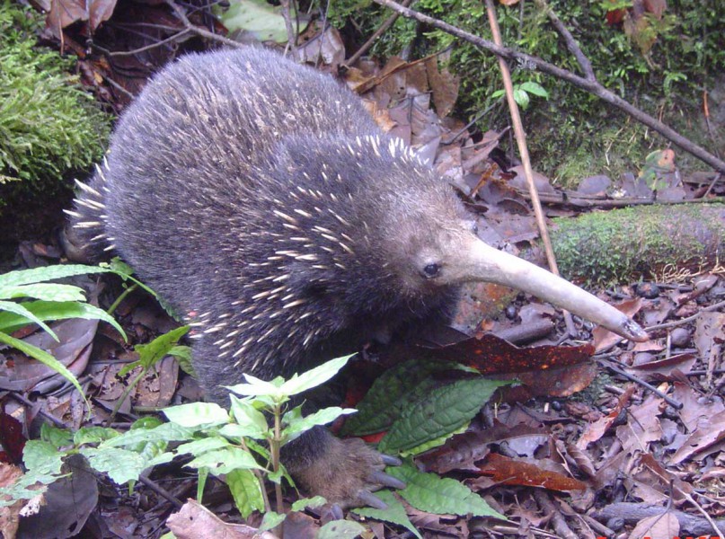 With rare mammal tourism, observing means conserving (commentary) With rare mammal tourism, observing means conserving (commentary)