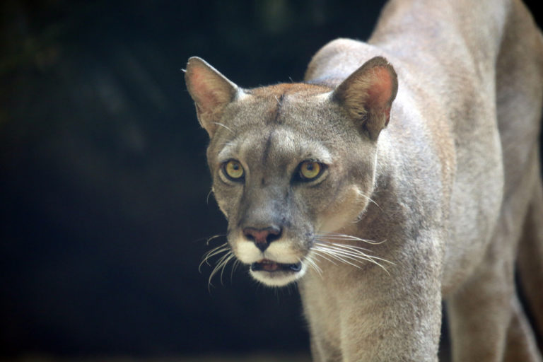 Highways prevent pumas from reclaiming their eastern U.S. range: Study Highways prevent pumas from reclaiming their eastern U.S. range: Study