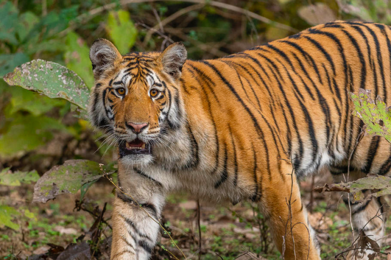 Nepal PM sums up 2024 shift away from conservation: ‘Fewer tigers, less forest’ Nepal PM sums up 2024 shift away from conservation: ‘Fewer tigers, less forest’