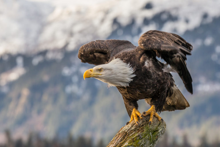 Will ‘Trump Part II’ be the wakeup call needed toward more effective conservation? (commentary) Will ‘Trump Part II’ be the wakeup call needed toward more effective conservation? (commentary)