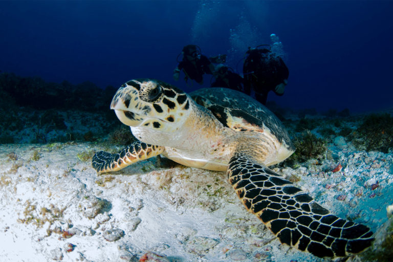 Illegal cockfighting threatens endangered sea turtles across Central America Illegal cockfighting threatens endangered sea turtles across Central America