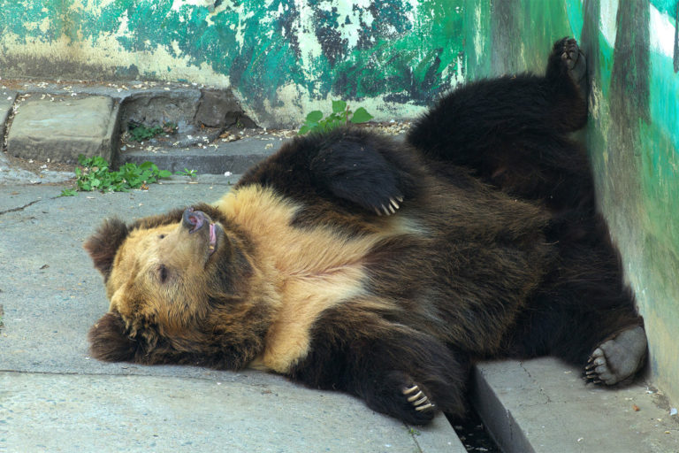 New brown bear ‘stronghold’ in Nepal redraws species’ range map New brown bear ‘stronghold’ in Nepal redraws species’ range map