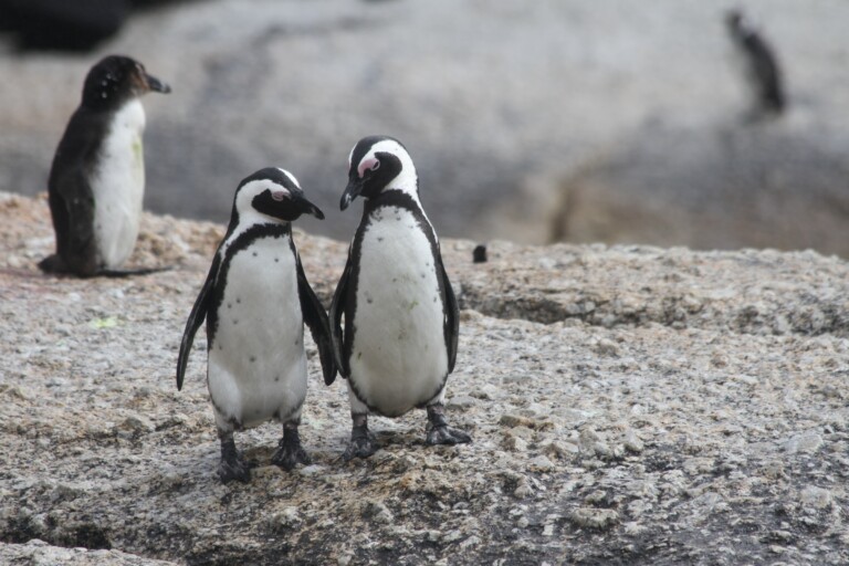 Population crash means African penguins are now critically endangered Population crash means African penguins are now critically endangered