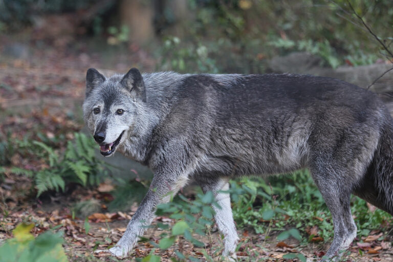 EU votes to weaken protection for European wolves EU votes to weaken protection for European wolves