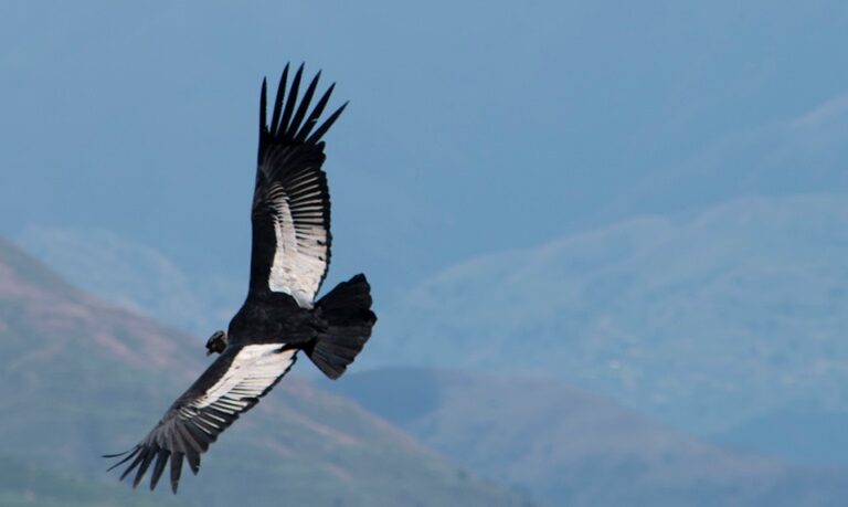 To protect its iconic condors, an entire Bolivian town declared itself a reserve To protect its iconic condors, an entire Bolivian town declared itself a reserve