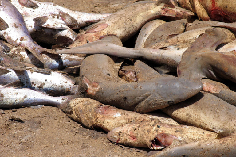 No signs of slowdown in wildlife trafficking in 2024 as demand persists No signs of slowdown in wildlife trafficking in 2024 as demand persists