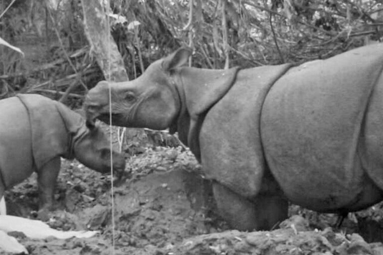 To help beleaguered Javan rhinos, study calls for tree felling, captive breeding To help beleaguered Javan rhinos, study calls for tree felling, captive breeding