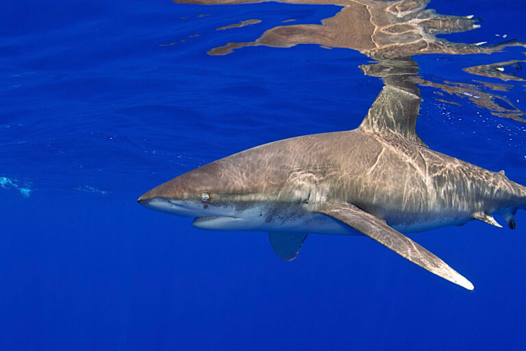 Global shark deaths increasing despite finning bans, study shows Global shark deaths increasing despite finning bans, study shows
