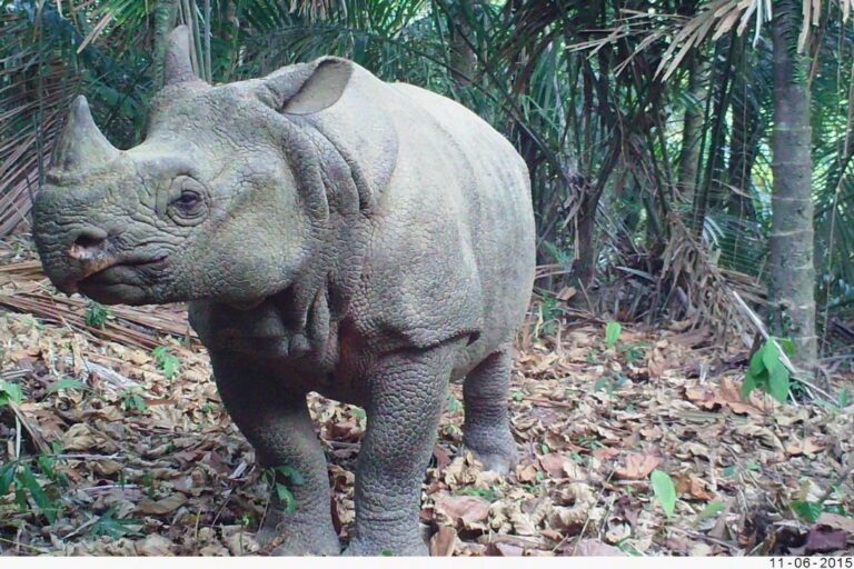 Poachers claim to have killed one-third of all Javan rhinos, Indonesian police say Poachers claim to have killed one-third of all Javan rhinos, Indonesian police say