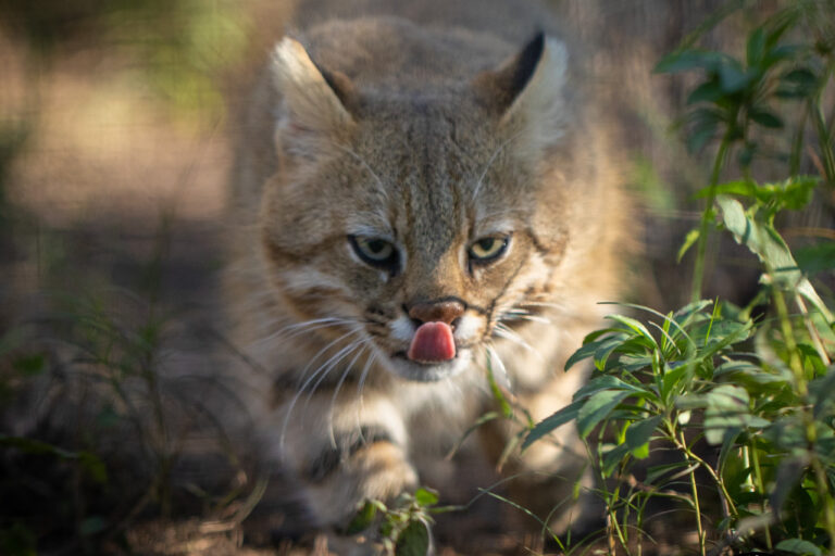 In Brazil, conservationists try to save one of the world’s most endangered cats In Brazil, conservationists try to save one of the world’s most endangered cats