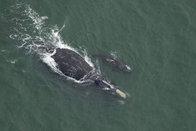 Near-extinct North Atlantic right whales get a small population boost Near-extinct North Atlantic right whales get a small population boost
