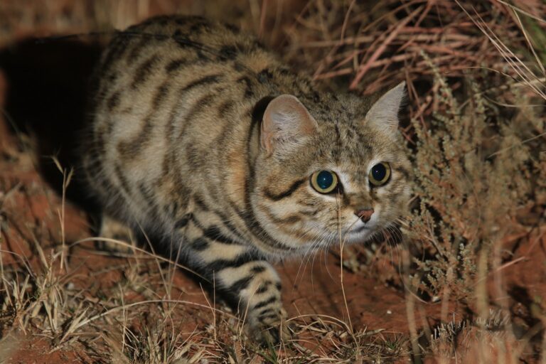 Inbreeding adds to growing threats to Africa’s smallest wildcat, study finds Inbreeding adds to growing threats to Africa’s smallest wildcat, study finds