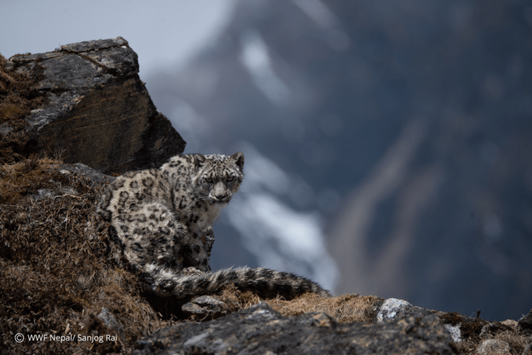 As Nepal counts its snow leopards, even the best estimate is still a guess As Nepal counts its snow leopards, even the best estimate is still a guess